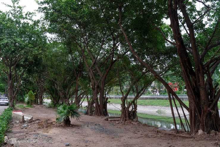 Đoạn qua phố Nguyễn Ngọc Vũ phần vỉa hè thông thoáng, trồng nhiều hoa phượng vĩ, bên dưới sông ẩn hiện mái nhà hình cánh buồm.