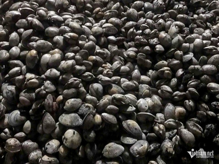 Chỉ trong vài tiếng buổi tối, có người bắt được cả tạ ngao, sò. 