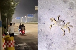 Thị trường - Tiêu dùng - Đàn cua “xổng chuồng” bò khắp đường phố, có người bắt được hơn 5 ký cua