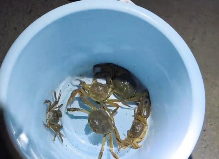 Đàn cua “xổng chuồng” bò khắp đường phố, có người bắt được hơn 5 ký cua - 4