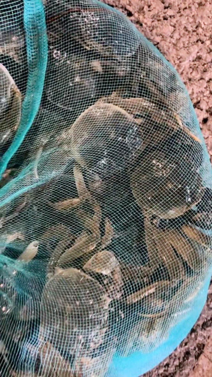 Đàn cua “xổng chuồng” bò khắp đường phố, có người bắt được hơn 5 ký cua - 3