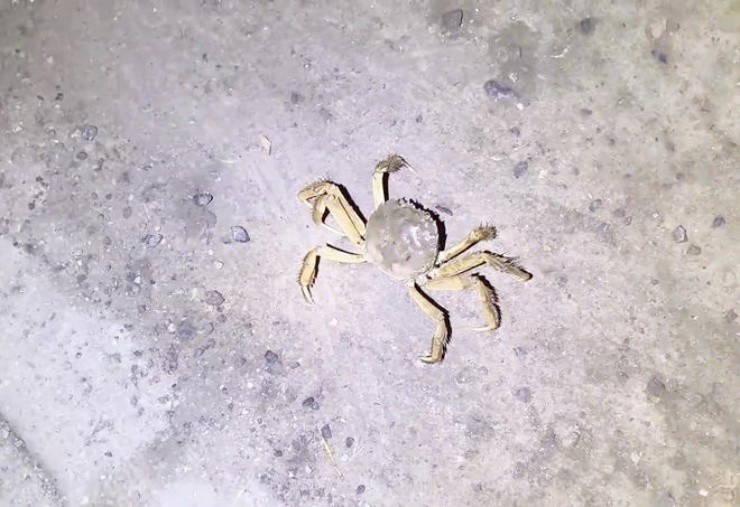 Đàn cua “xổng chuồng” bò khắp đường phố, có người bắt được hơn 5 ký cua - 1