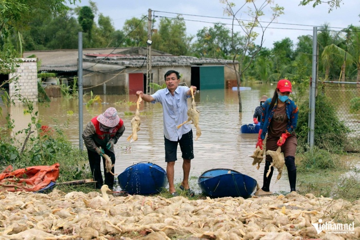Nước bắt đầu rút, gia đình ông Kiều đang thu gom xác vịt chết. Ảnh: Lê Dương