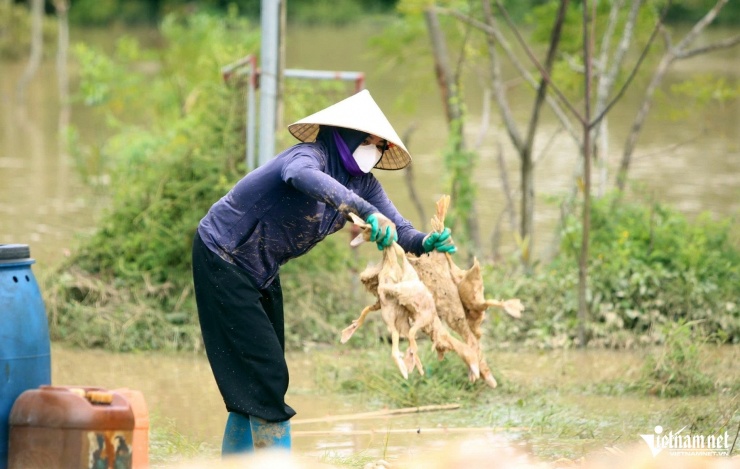 Những con vịt bị ngạt nước chết mới nuôi được hơn một tháng. Ảnh: Lê Dương