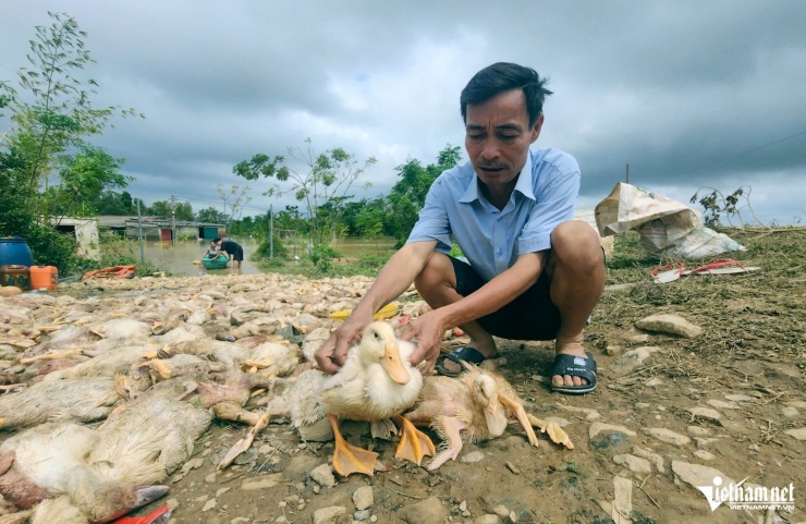 Ông Kiều ước tính thiệt hại từ trang trại nuôi vịt là hơn 2 tỷ đồng. Ảnh: Lê Dương&nbsp;