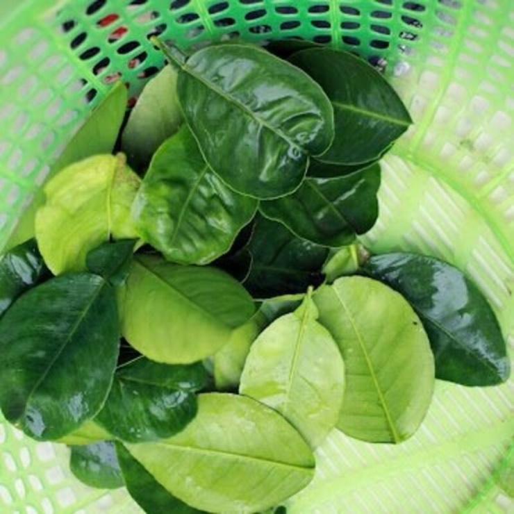 Với lá bưởi, bạn ngâm trong nước muối loãng khoảng 5 phút rồi rửa sạch lại với nước nhiều lần, để ráo.
