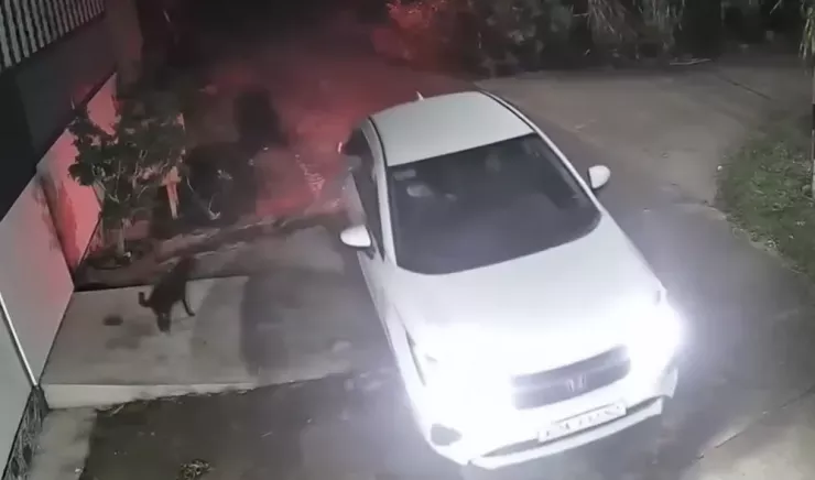Nhóm người lái xe ôtô đi trộm chó. Ảnh cắt từ clip