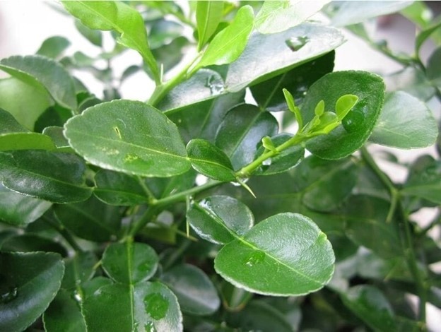 Loại lá tưởng chỉ bỏ đi hóa ra lại là 'thần dược' cực tốt cho sức khỏe, chế biến món ăn này đảm bảo 'bay cơm' - 1