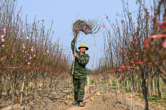 Làng đào Nhật Tân vào vụ Tết Ất Tỵ. Ảnh: Giang Huy