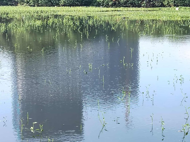 Bà nội trợ Hà Nội choáng với giá rau muống 20.000 đồng/bó - 1