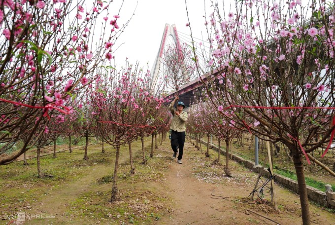 Làng đào Nhật Tân vào vụ Tết Ất Tỵ. Ảnh: Ngọc Thành