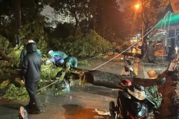 TP.HCM: Mưa lớn khiến cây xanh bật gốc đè trúng hai bà cháu