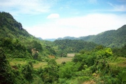 Người dân báo tin nhìn thấy hổ, chính quyền vào cuộc xác minh