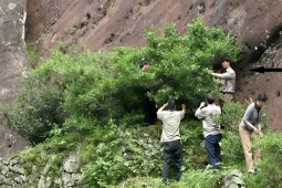 Thị trường - Tiêu dùng - Loại lá cây đắt bậc nhất thế giới, giá lên tới 30 tỷ đồng/kg, mỗi năm chỉ thu được 6 lạng
