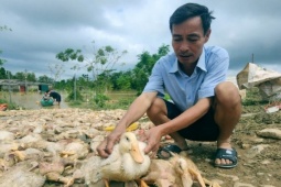 Vớt xác vịt mỏi tay, lão nông ở Thanh Hóa mất trắng 2 tỷ đồng