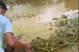 Tin tức trong ngày - Clip thót tim cứu người đàn ông 'thập tử nhất sinh' giữa dòng nước lũ