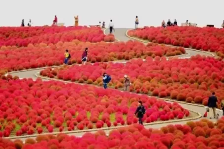 Đồi Kochia đỏ rực 'biển lửa' cuốn hút du khách tại Nhật Bản