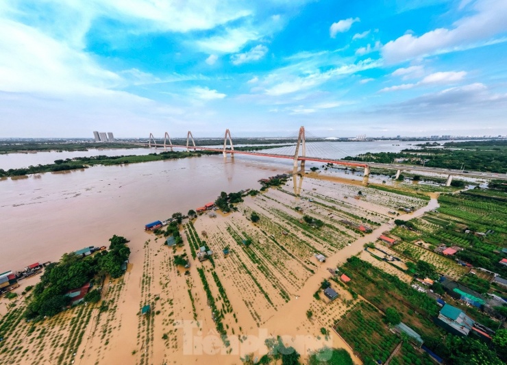 Nước sông Hồng dâng cao nhấn chìm vườn đào Nhật Tân, dân Hà Nội lo mất Tết - 1