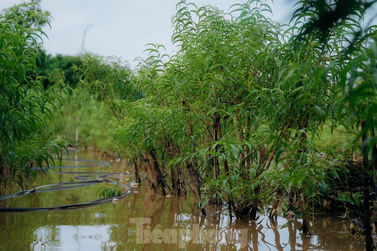 Nước sông Hồng dâng cao nhấn chìm vườn đào Nhật Tân, dân Hà Nội lo mất Tết - 3