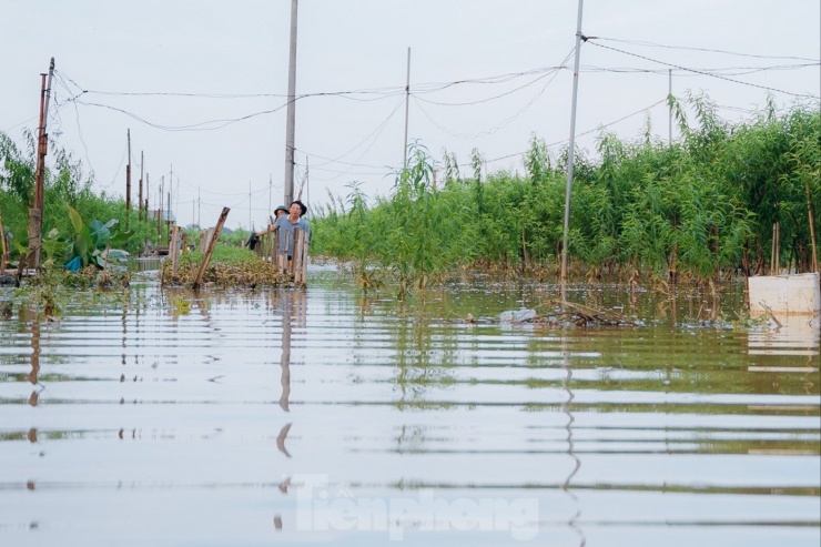 Nước sông Hồng dâng cao nhấn chìm vườn đào Nhật Tân, dân Hà Nội lo mất Tết - 5