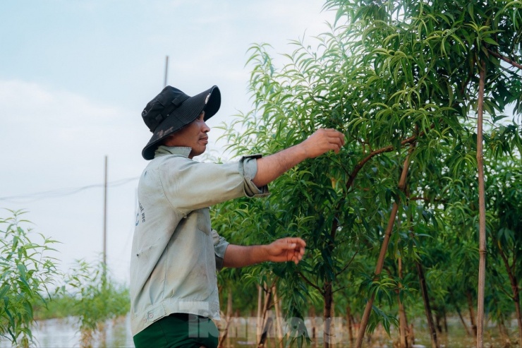 Nước sông Hồng dâng cao nhấn chìm vườn đào Nhật Tân, dân Hà Nội lo mất Tết - 4