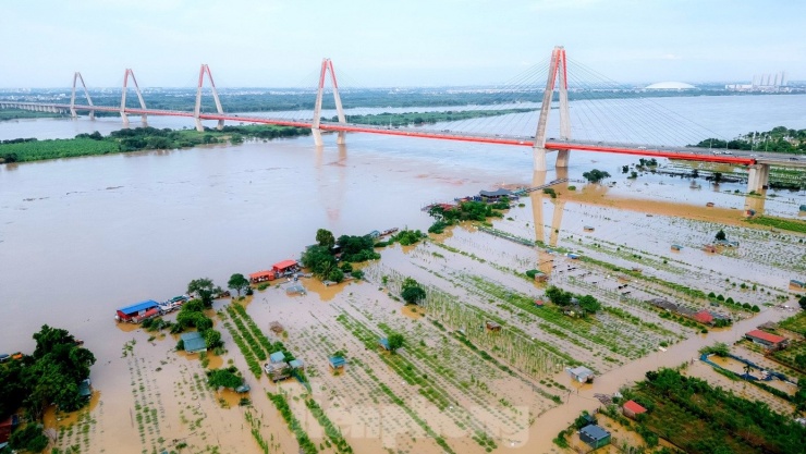 Nước sông Hồng dâng cao nhấn chìm vườn đào Nhật Tân, dân Hà Nội lo mất Tết - 8