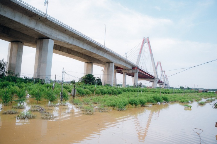 Nước sông Hồng dâng cao nhấn chìm vườn đào Nhật Tân, dân Hà Nội lo mất Tết - 7