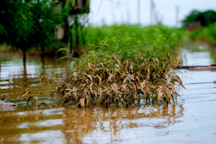 Nước sông Hồng dâng cao nhấn chìm vườn đào Nhật Tân, dân Hà Nội lo mất Tết - 6