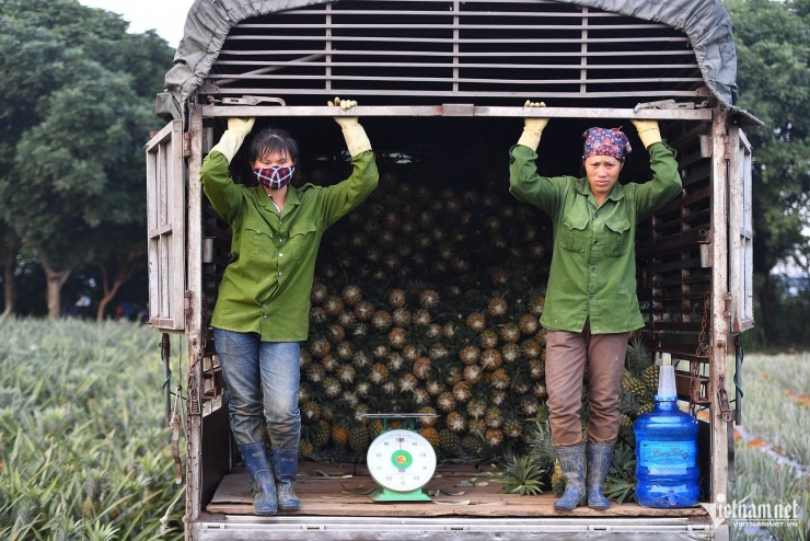 Xuất khẩu dứa tươi và sản phẩm dứa chế biến đều tăng mạnh. Ảnh: Hoàng Hà