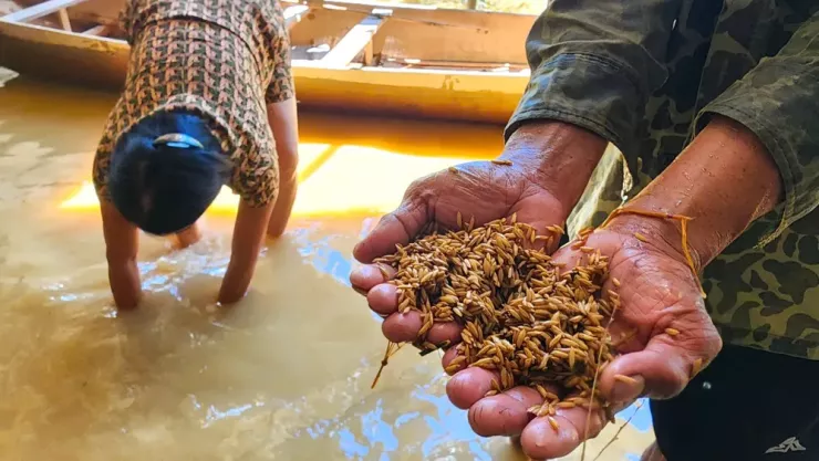 Người nông dân mót lúa ngay trong nhà mình, vớt vát thành quả "một nắng, hai sương" trên cánh đồng. Ảnh: MINH TRƯỜNG.