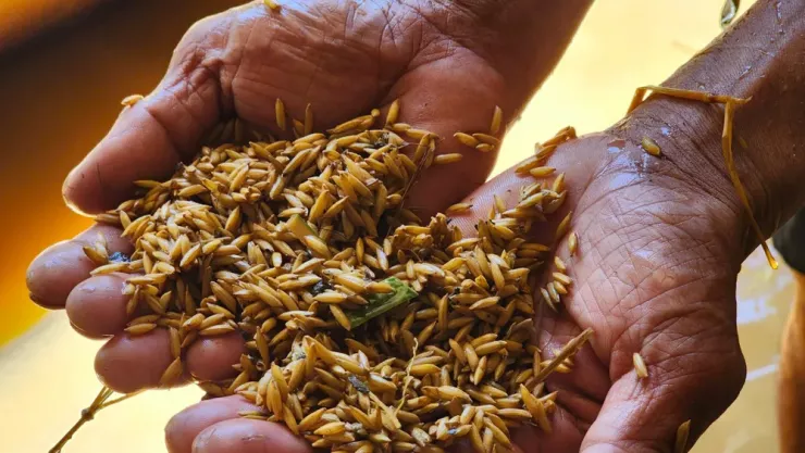 Lúa bị lũ cuốn trôi chìm xuống bùn đất được người nông dân mót lại. Ảnh: MINH TRƯỜNG.