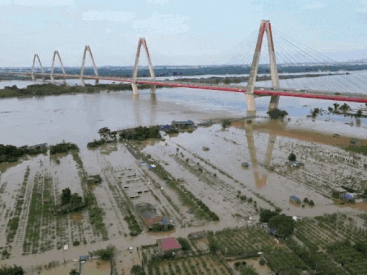 Nước sông Hồng dâng cao nhấn chìm vườn đào Nhật Tân, dân Hà Nội lo mất Tết