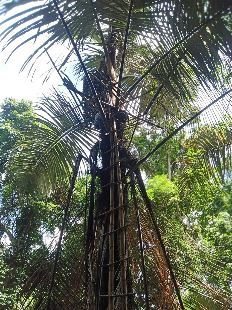 Cây đoák thuộc họ cau dừa, dáng cao lớn có thể lên đến 20m, thân xù xì, buồng hoa dài cả mét. Vào khoảng tháng Chạp đến tháng giêng âm lịch năm sau, khi mùa hoa kết trái, cây đoák cho nhựa nhiều nhất. Cây đoák thuộc họ cau dừa, dáng cao lớn có thể lên đến 20m, thân xù xì, buồng hoa dài cả mét. Vào khoảng tháng Chạp đến tháng giêng âm lịch năm sau, khi mùa hoa kết trái, cây đoák cho nhựa nhiều nhất.