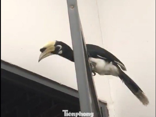 Ảnh cắt từ clip.