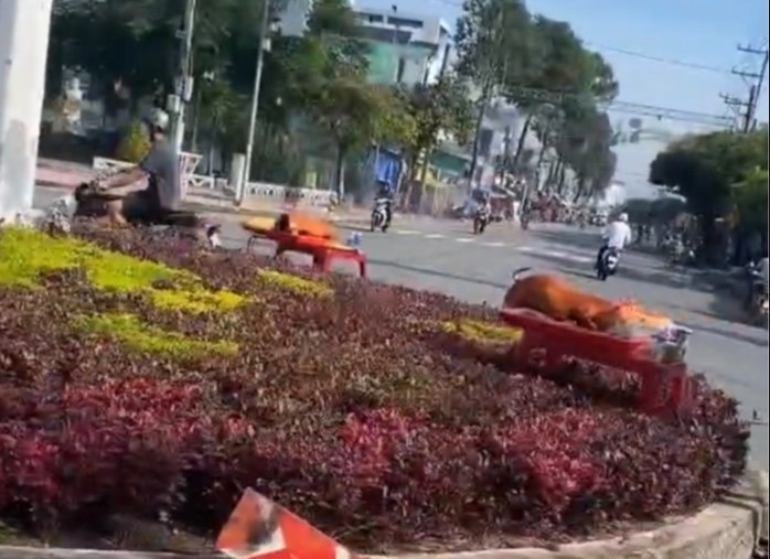 Vợ chồng bà X. cúng heo quay tại khu vực vòng xoay Tầm Vu, xã Tâm Vu sau khi trúng vé số giải độc đắc