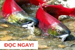 Tin tức sức khỏe - &quot;Nhân sâm dưới nước&quot; siêu đắt đỏ, nhiều người săn lùng vì công dụng dưỡng phổi cực hiệu quả