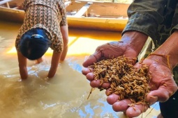 Tin tức trong ngày - Nông dân Hà Tĩnh nghẹn ngào mót lúa ngay trong nhà của mình