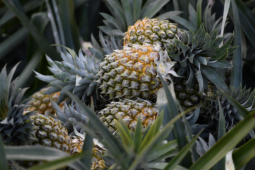 Trái cây ồ ạt xuất ngoại, doanh nghiệp thu tiền nhiều kỷ lục lịch sử