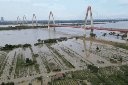 Tin tức trong ngày - Nước sông Hồng dâng cao nhấn chìm vườn đào Nhật Tân, dân Hà Nội lo mất Tết