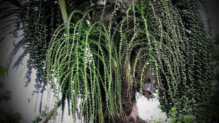 Với những cây đoák trưởng thành, mỗi ngày có thể cho vài lít rượu, thậm chí cả chục lít. Tuy nhiên, bà con thường lấy vừa đủ, giữ cho cây khỏe mạnh để tiếp tục cho rượu trong nhiều năm sau. Với những cây đoák trưởng thành, mỗi ngày có thể cho vài lít rượu, thậm chí cả chục lít. Tuy nhiên, bà con thường lấy vừa đủ, giữ cho cây khỏe mạnh để tiếp tục cho rượu trong nhiều năm sau.