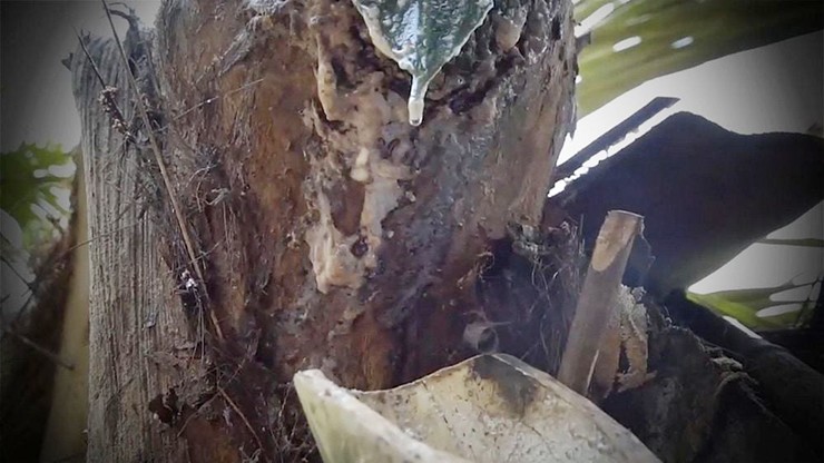 Để lấy rượu, người ta chặt một nhát rìu vào cuống hoa, cách ngọn chừng hai gang tay. Nước từ thân cây sẽ rỉ ra, trong vắt như nước dừa và được hứng vào chum. Để lấy rượu, người ta chặt một nhát rìu vào cuống hoa, cách ngọn chừng hai gang tay. Nước từ thân cây sẽ rỉ ra, trong vắt như nước dừa và được hứng vào chum.