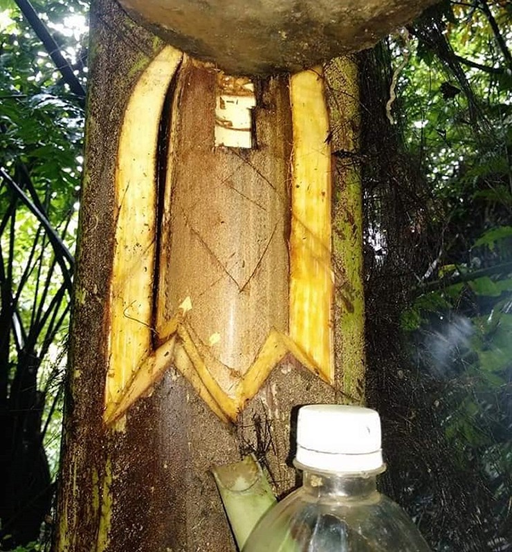 Rượu đoák khi mới chảy ra có màu trong veo, ngọt mát như nước dừa, uống vào chỉ thấy mát lành chứ không hề say. Rượu đoák khi mới chảy ra có màu trong veo, ngọt mát như nước dừa, uống vào chỉ thấy mát lành chứ không hề say.