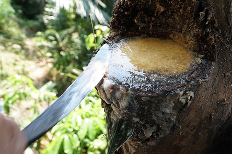 Theo kinh nghiệm của người dân địa phương, chỉ những cây đoák trên 15 năm tuổi, mọc gần suối trong, mới cho thứ rượu ngon nhất. Theo kinh nghiệm của người dân địa phương, chỉ những cây đoák trên 15 năm tuổi, mọc gần suối trong, mới cho thứ rượu ngon nhất.