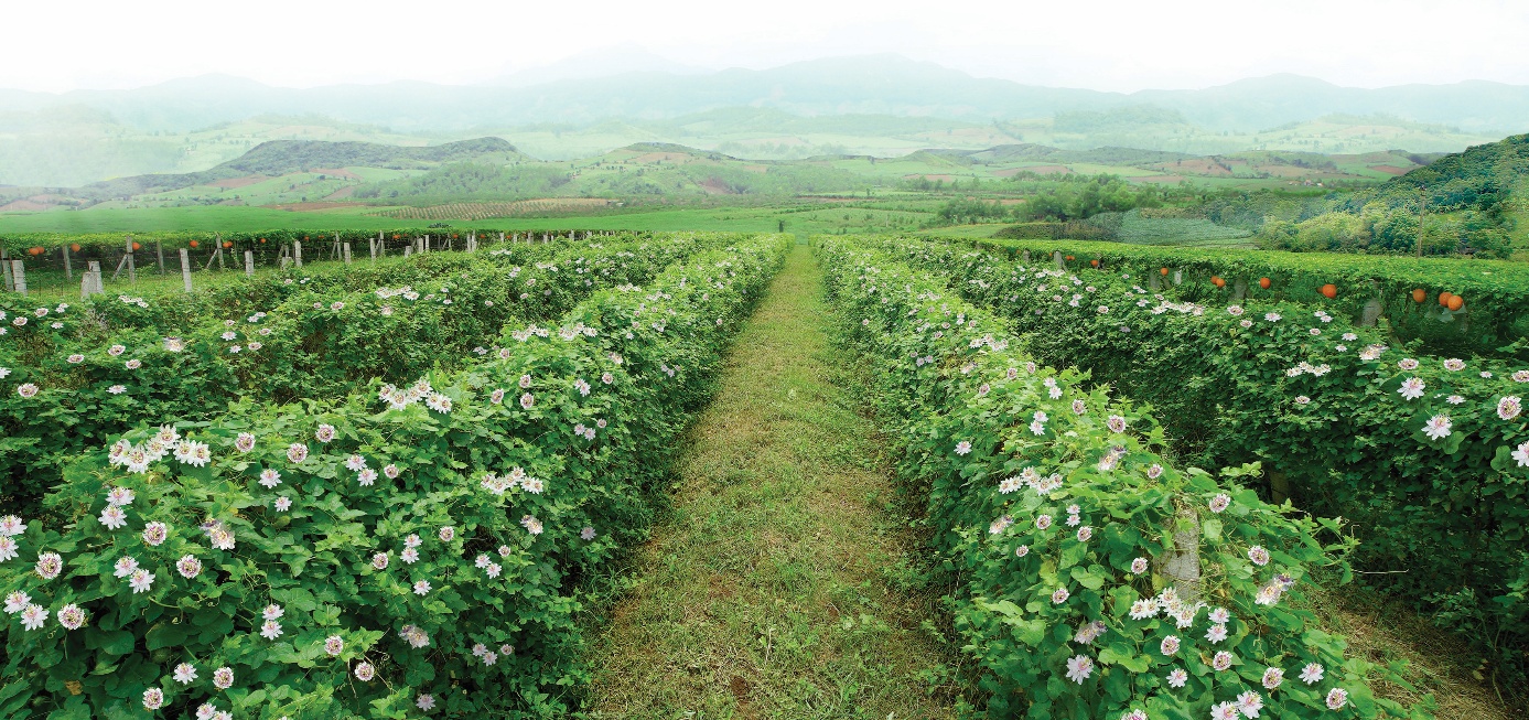 Vườn cây Lạc Tiên của dự án Dược liệu sạch do BAC A BANK tư vấn đầu tư