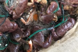 Thị trường - Tiêu dùng - Loài có tên kỳ cục nhưng ngon hơn ghẹ rẻ hơn cua, đến mùa dân bắt về bán 200.000/kg