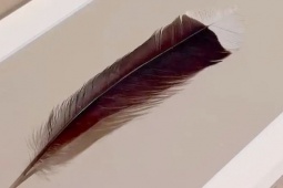 Thị trường - Tiêu dùng - Sợi lông vũ có giá hơn 1 tỷ đồng, bất ngờ nguồn gốc