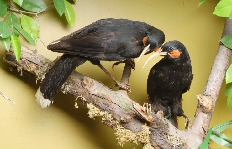 Sợi lông vũ có giá hơn 1 tỷ đồng, bất ngờ nguồn gốc - 2