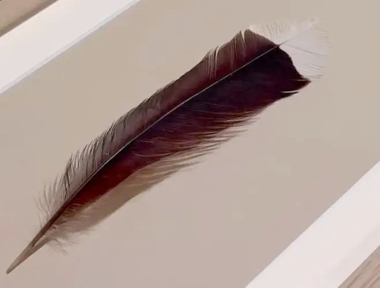 Sợi lông vũ có giá hơn 1 tỷ đồng, bất ngờ nguồn gốc - 3