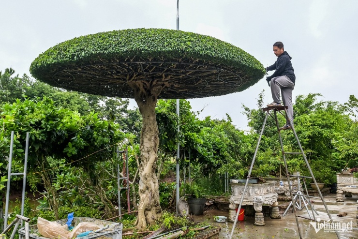 Nhờ kinh nghiệm và kỹ thuật chuyên nghiệp, anh Trà chỉ mất nửa ngày để hoàn tất cắt tỉa cây sanh lọng cao 3,5m, đường kính 3,6m.
