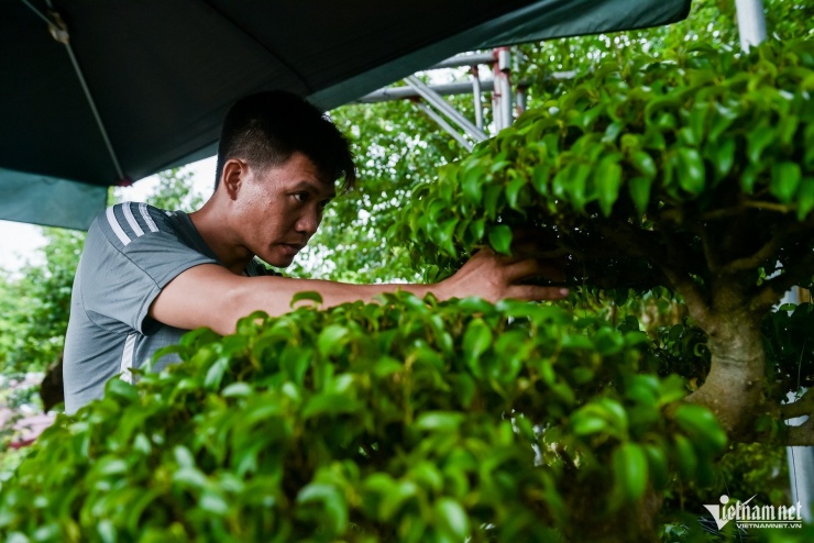 Những người thợ uốn tỉa cây cảnh ở làng Vị Khê được nhiều nhà vườn trên cả nước tin tưởng, gửi gắm tác phẩm của mình.